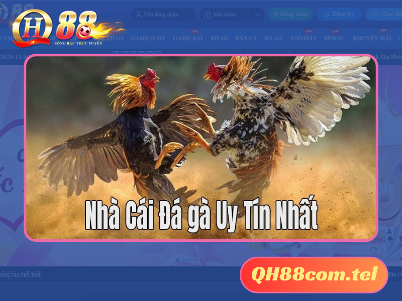 Có kinh nghiệm để đầu tư đá gà QH88 thành công và thắng lớn