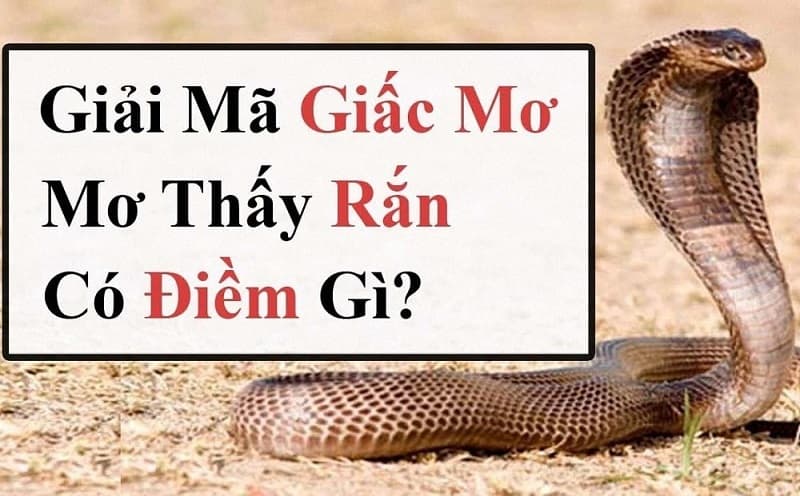 Ý Nghĩa Về Mặt Phong Thủy Của Loài Rắn