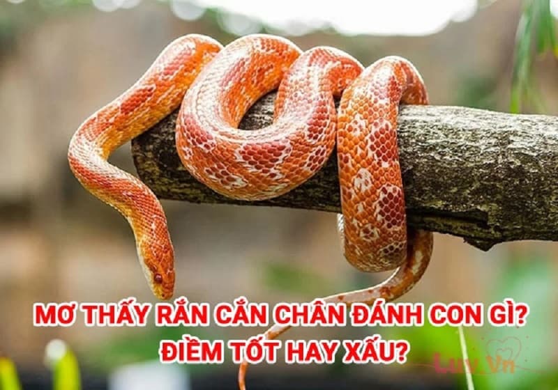 Nằm Mơ Thấy Rắn Cắn Bản Thân Ở Trong Giấc Mơ