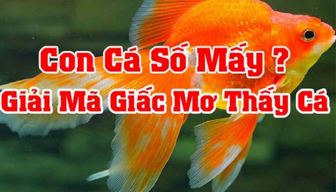 Việc nằm mơ thấy cá đỏ là một dấu hiệu may mắn