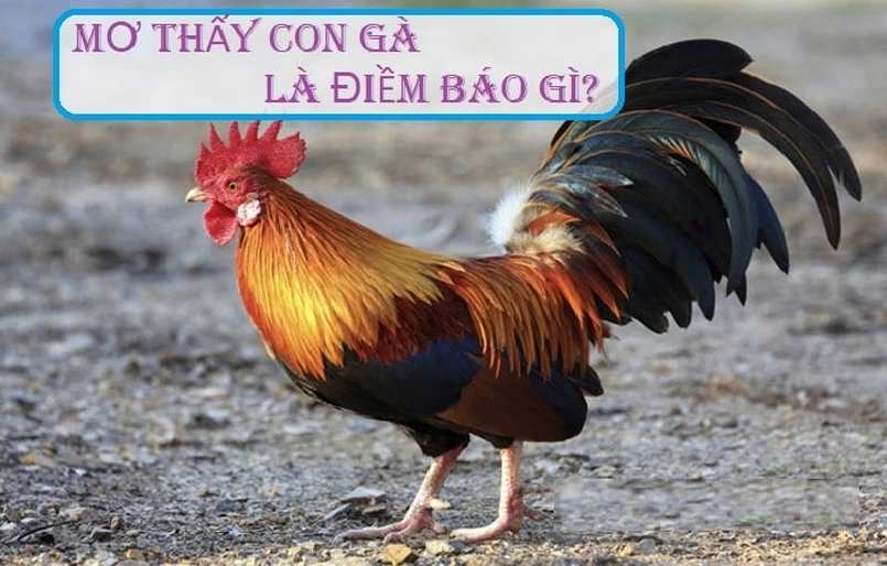 Ý nghĩa của giấc mơ thấy gà thì mang đến cho bạn điềm báo gì?